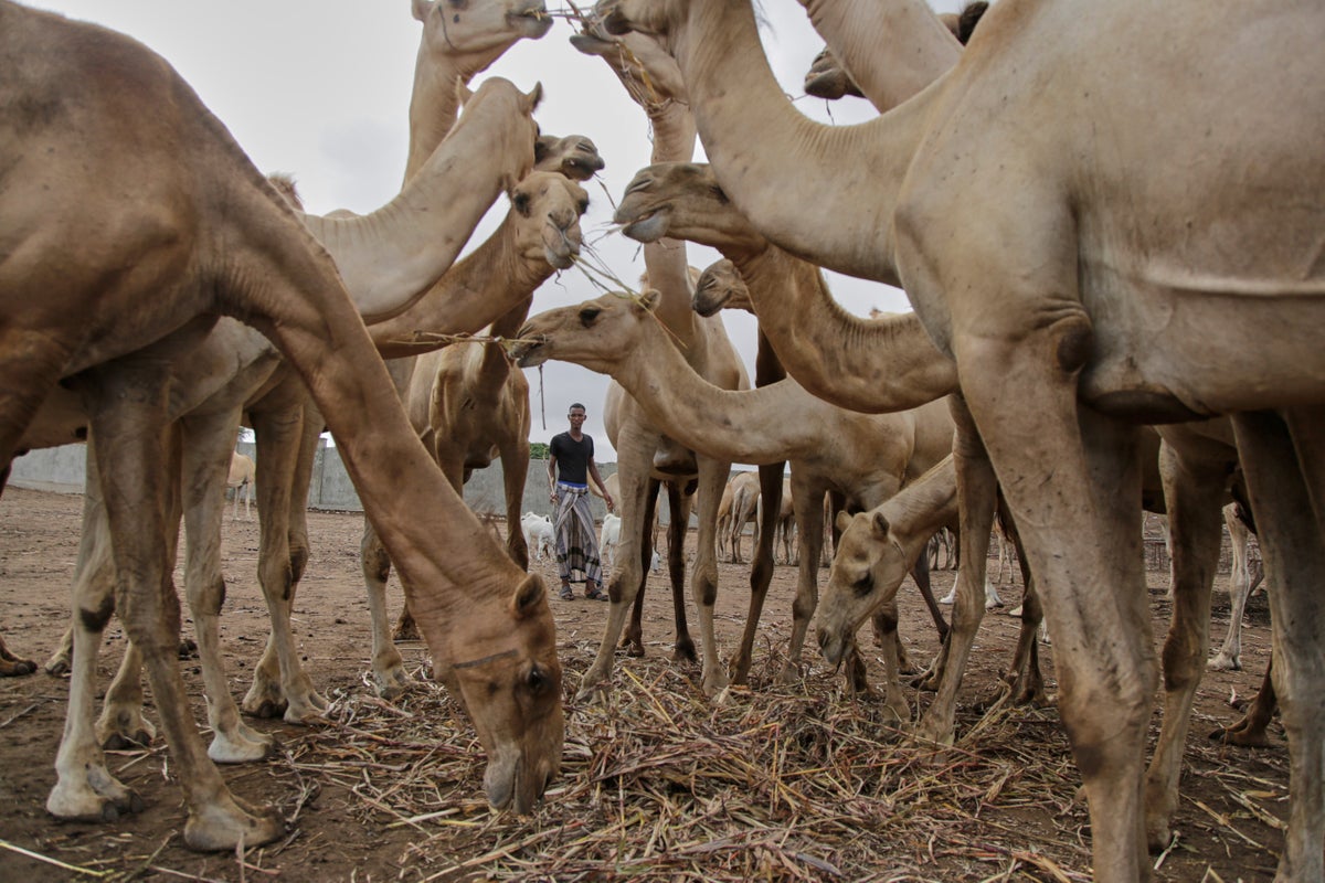 How the humble camel is transforming Somali farming