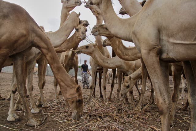 <p>A Somali man grazes camels in Beder Camel Farm on the outskirts of the capital, Mogadishu</p>