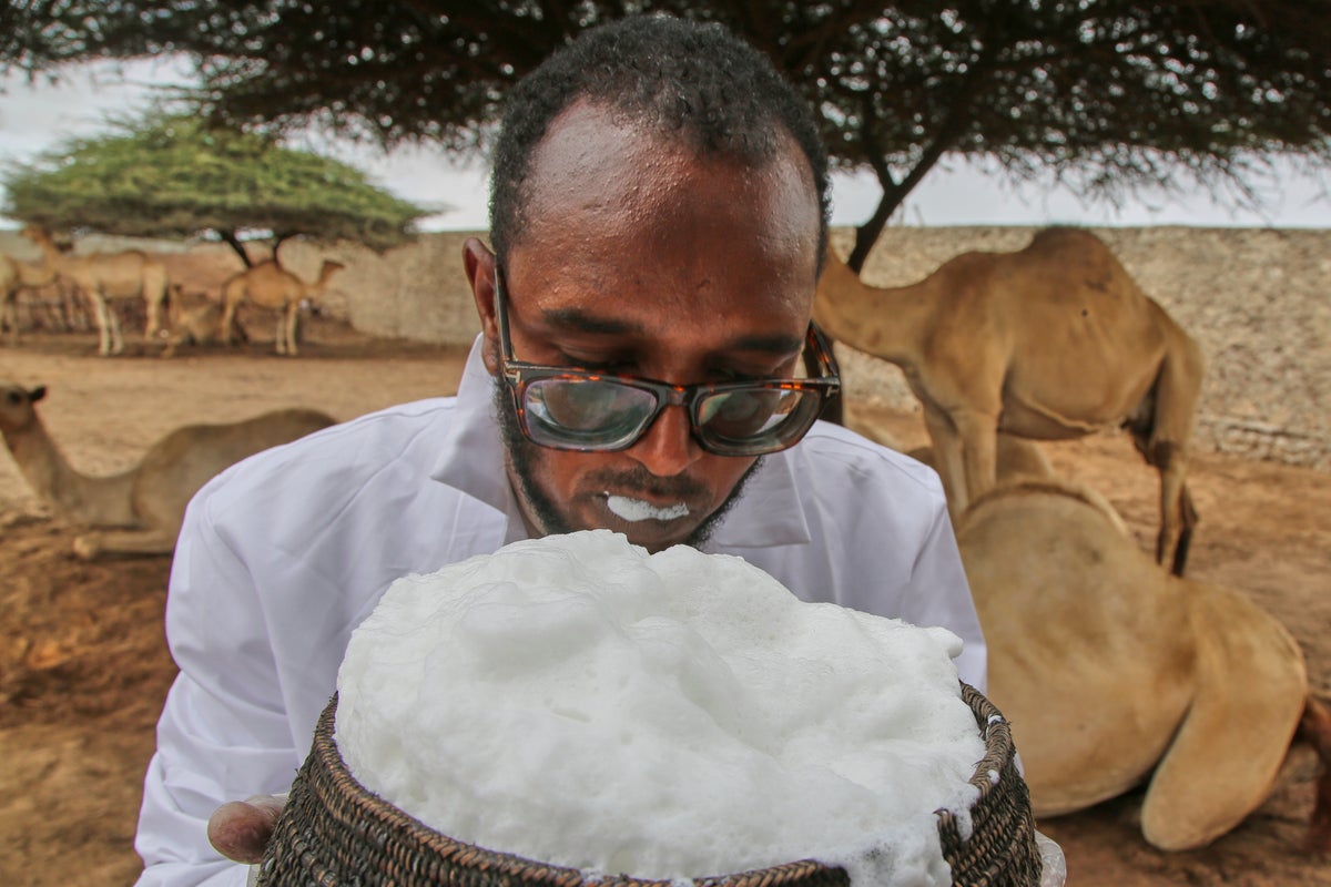 Somalia's camel milk revolution is improving nutrition and creating jobs