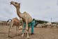 The camel milk revolution is improving nutrition and creating jobs for this African nation
