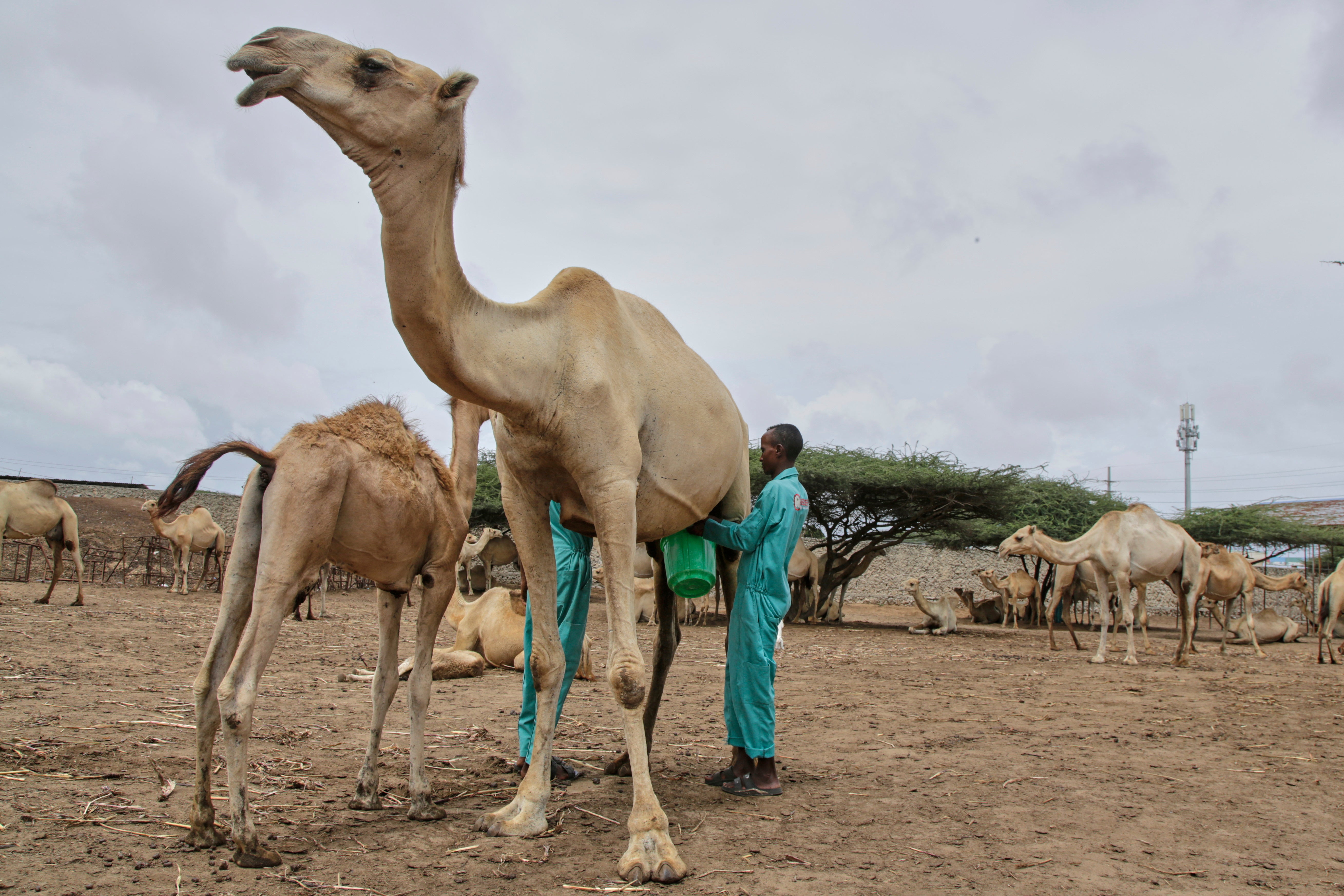 The Camel Milk Revolution Is Improving Nutrition And Creating Jobs For 