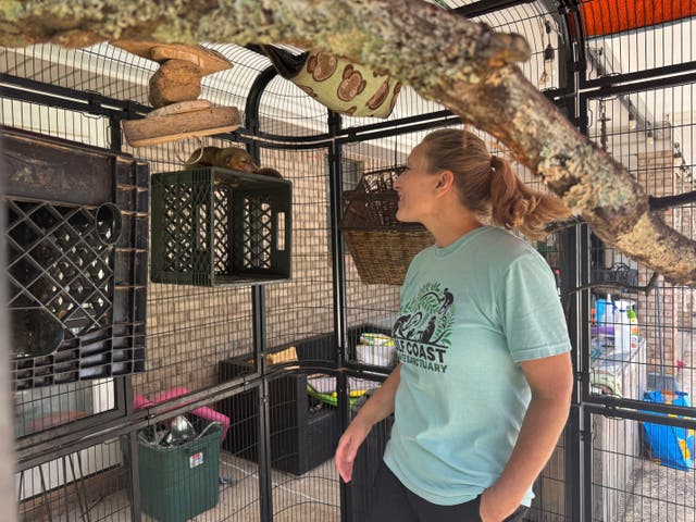 <p>April Stewart, the founder of the Gulf Coast Primate Sanctuary, checks on a kinkajou in Perkinston, Mississippi</p>