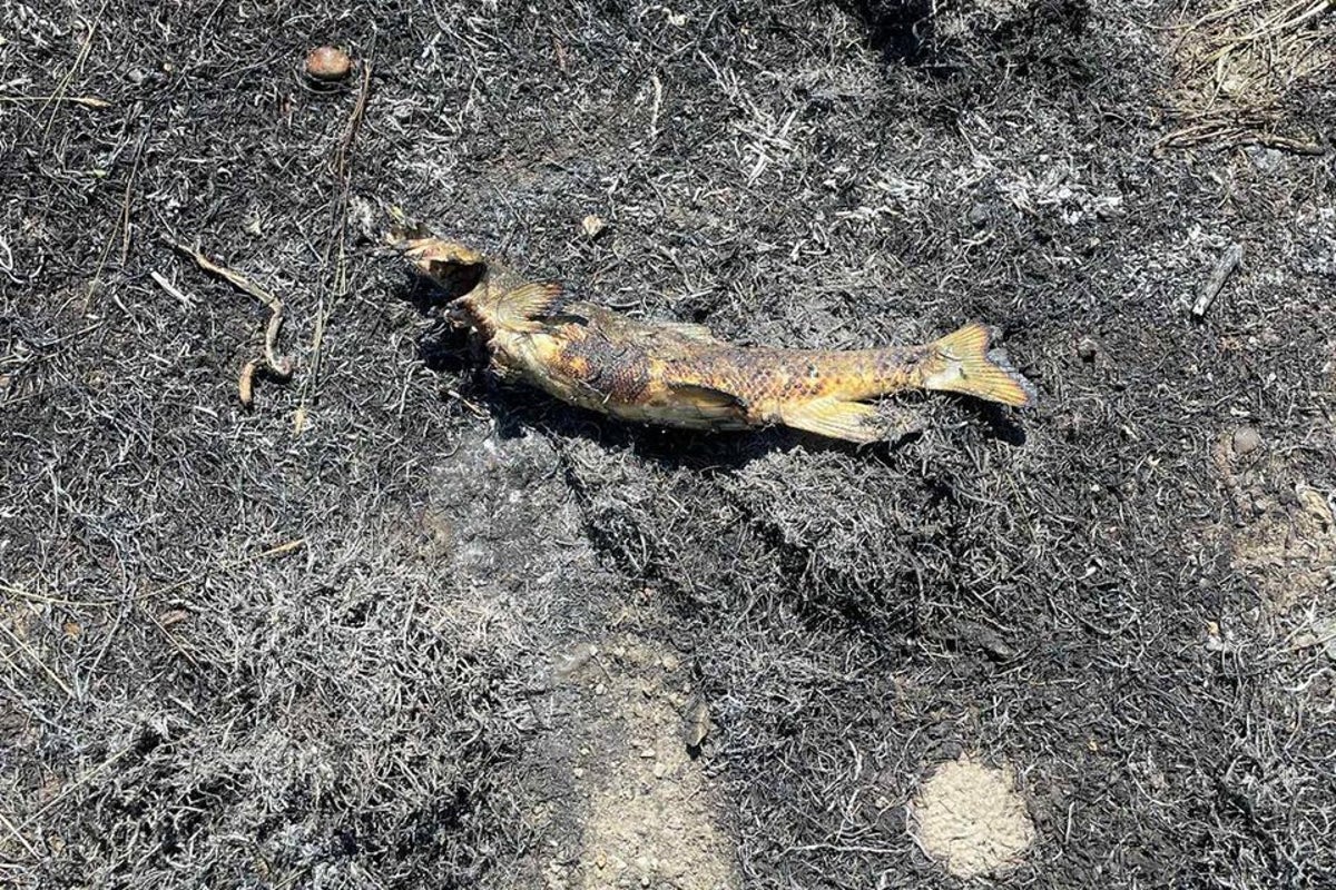 A fish fell from the sky and sparked a brush fire that knocked out power, officials say