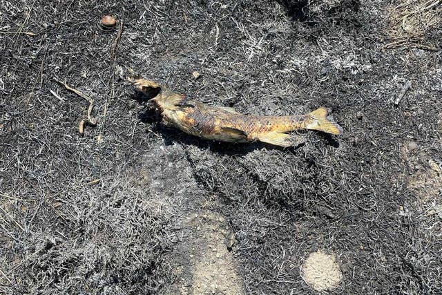 <p>Bomberos apuntan a un pez que un águila pescadora local dejó caer desde el aire como el culpable del incendio forestal</p>
