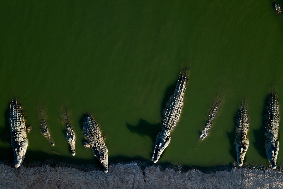 https://static.independent.co.uk/2025/08/04/15/Israel_Crocodiles_27714.jpg?width=1200&height=800&crop=1200:800