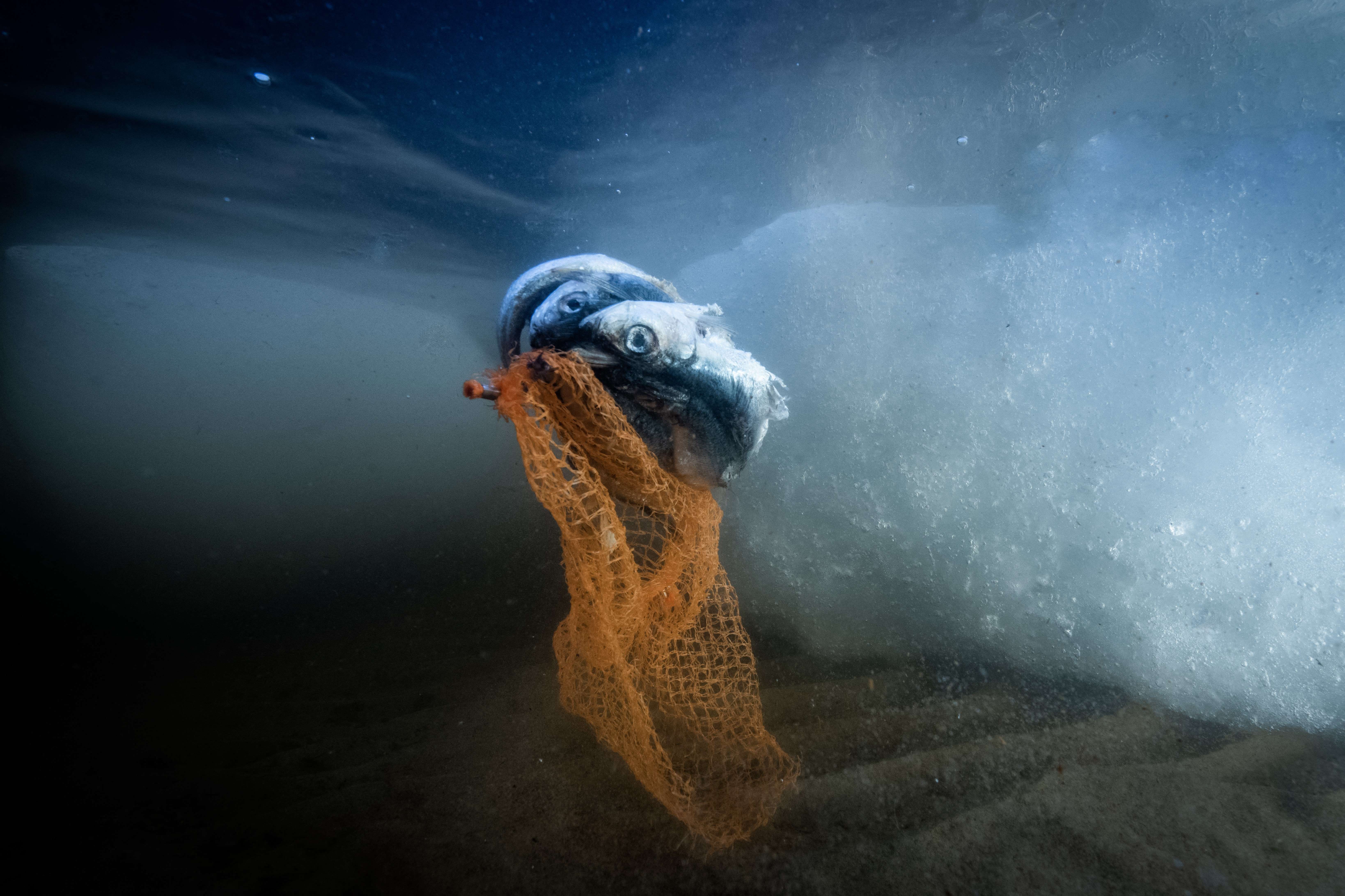 Dead fish are seen stuck in a plastic packaging net in waters near Finland. Marine life can choke on plastic or become trapped, killing them