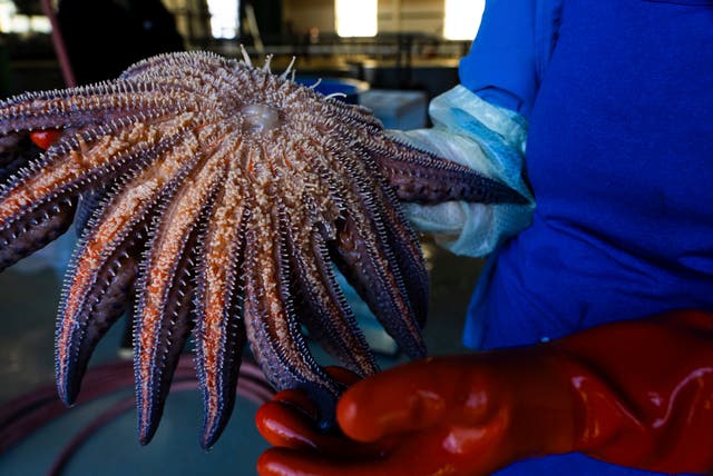 <p>Sea Star Disease</p>