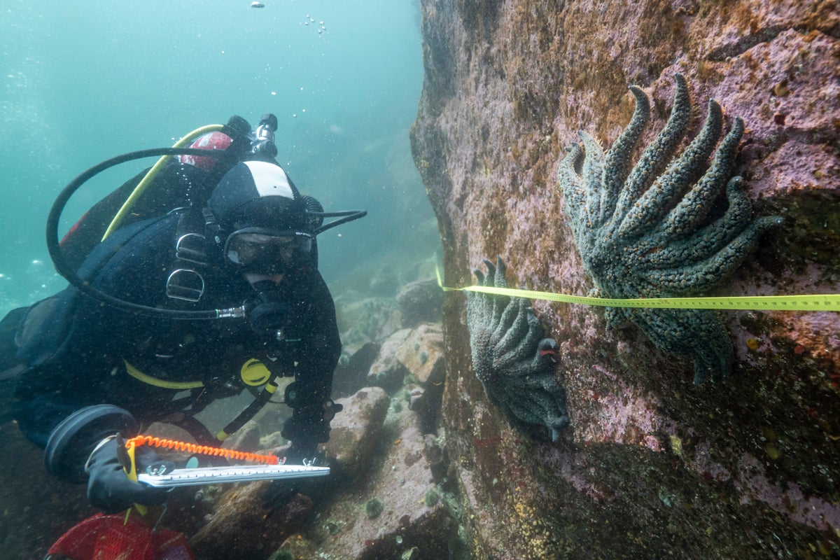 Scientists say they have solved the mystery of what killed more than 5 billion sea stars