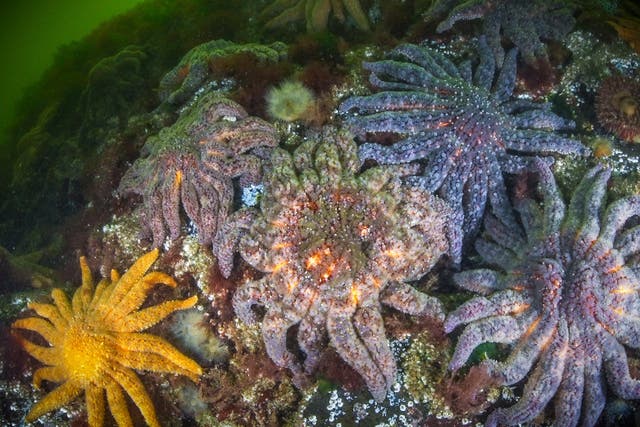 <p>Since 2013, a mysterious sea star wasting disease has caused a mass die-off from Mexico to Alaska, affecting over 20 species and continuing its destructive path today. </p>