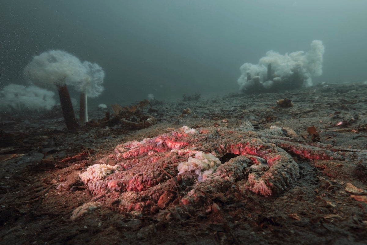 How scientists solved one of the greatest ocean mysteries