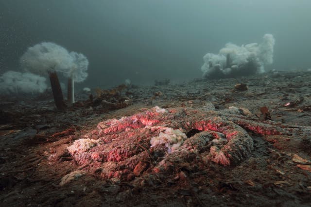 <p>Una estrella de mar girasol quedó reducida a polvo por la enfermedad que afecta a esta especie en Calvert Island, Columbia Británica</p>