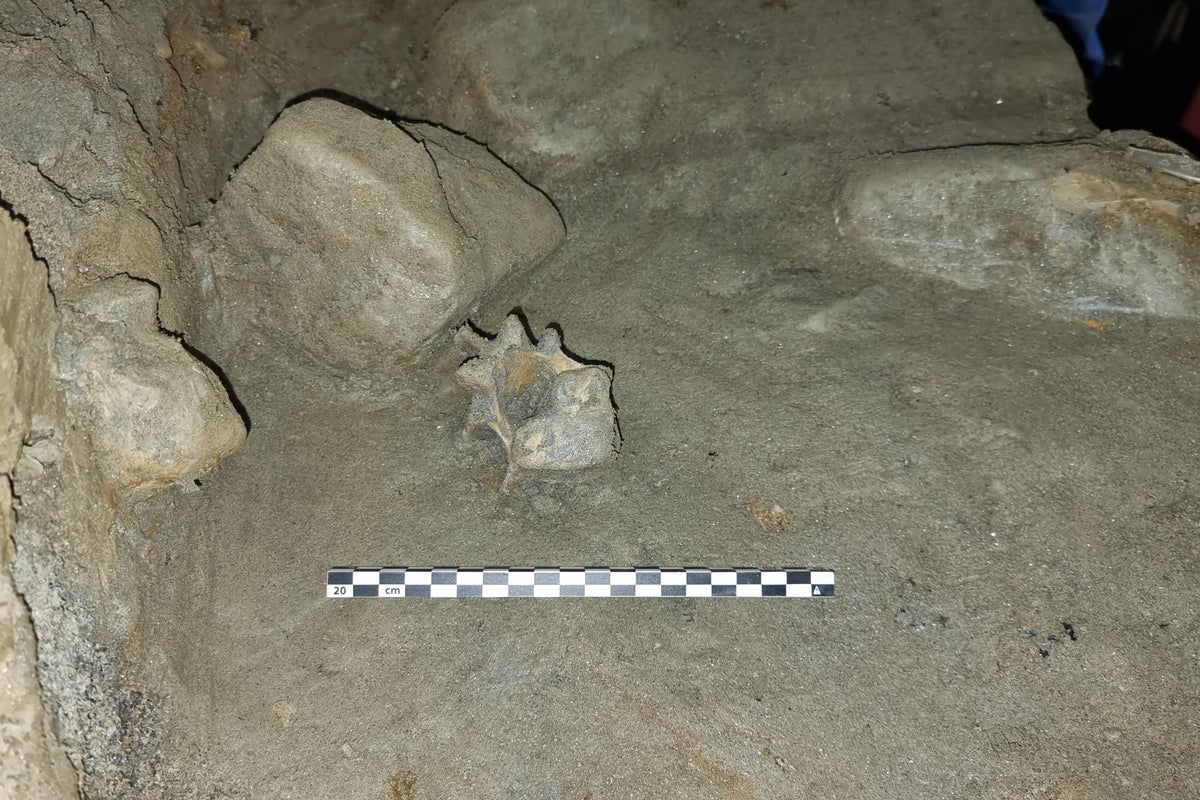 Animals dating back 10,000 years found in Arctic cave: ‘A rare snapshot of a vanished world’