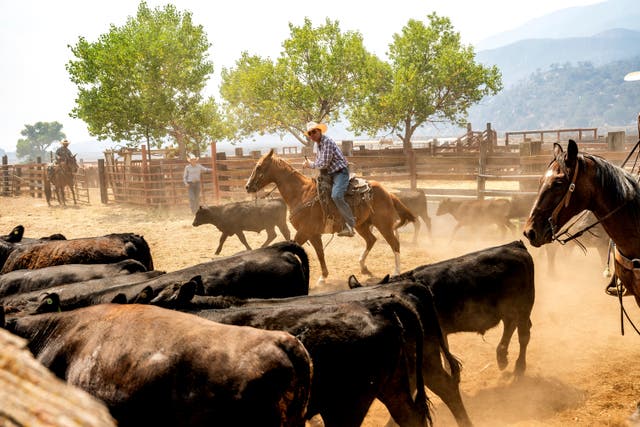 California Wildifres