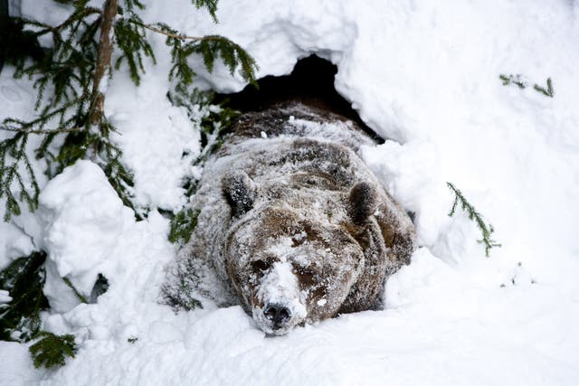 <p>A brown bear wakes up after winter hibernation at Ranua Zoo  </p>