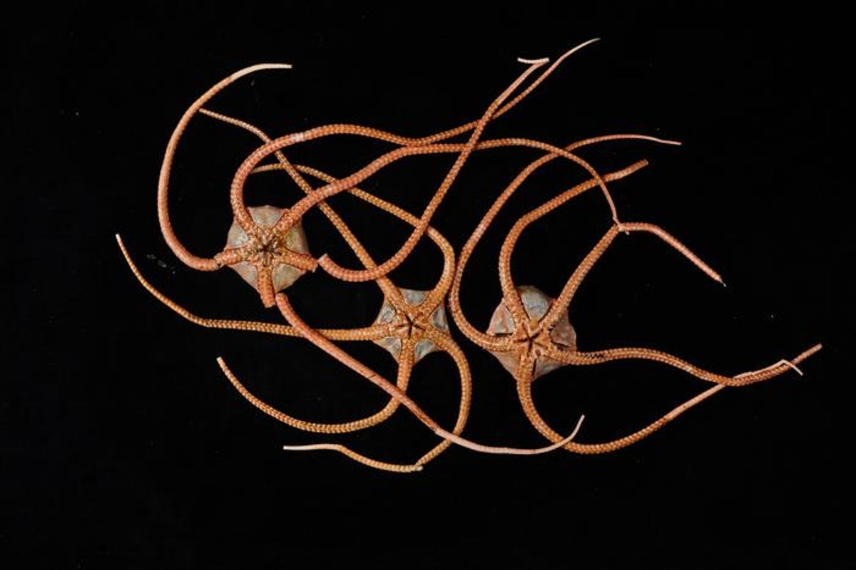Deep-sea creatures are interconnected across globe via hidden ocean ‘superhighway’