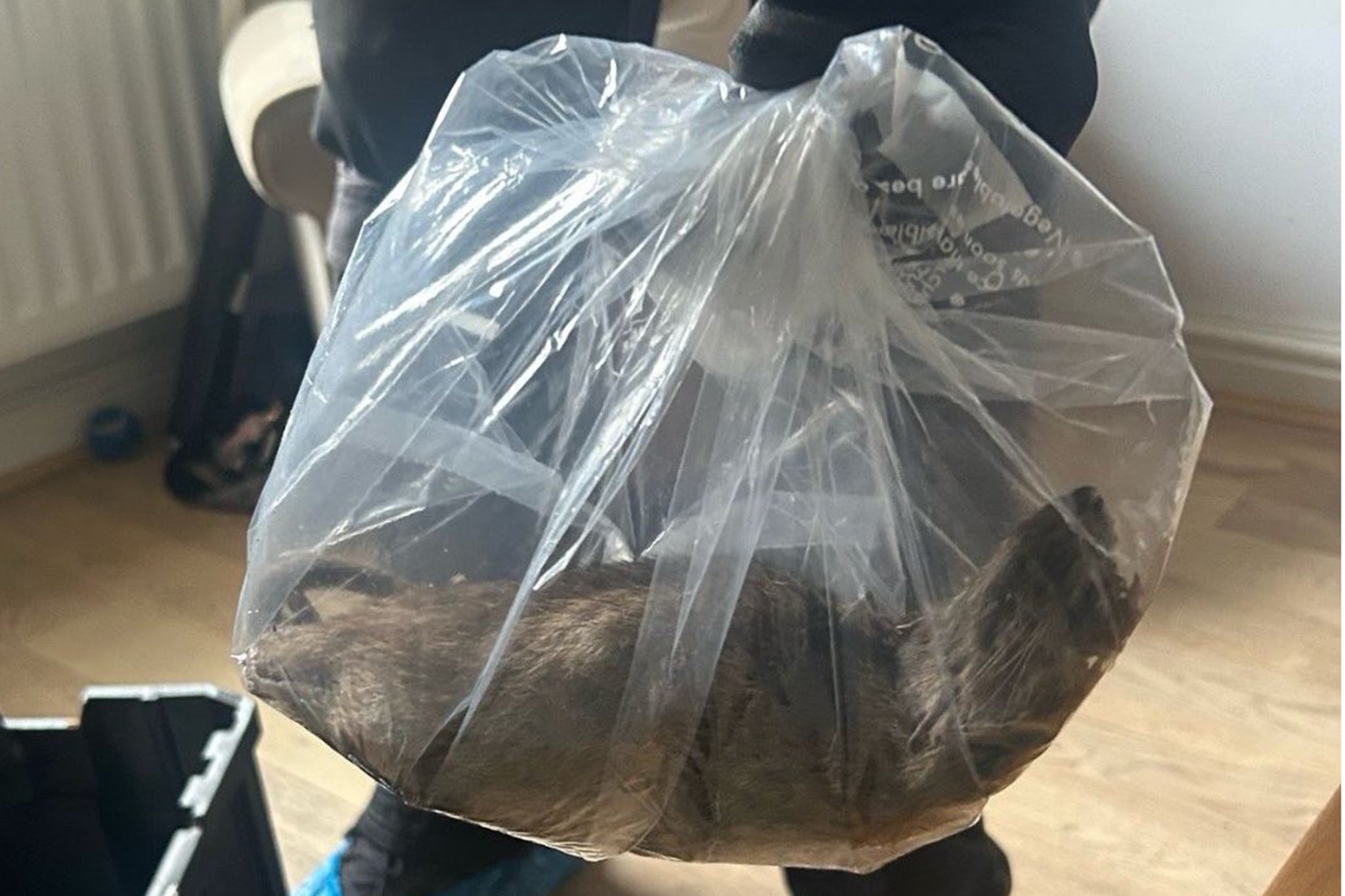 The latest figures come as a supersized rat, considered to be the largest of the UK, occupied by insect controllers in a house in the north of England.