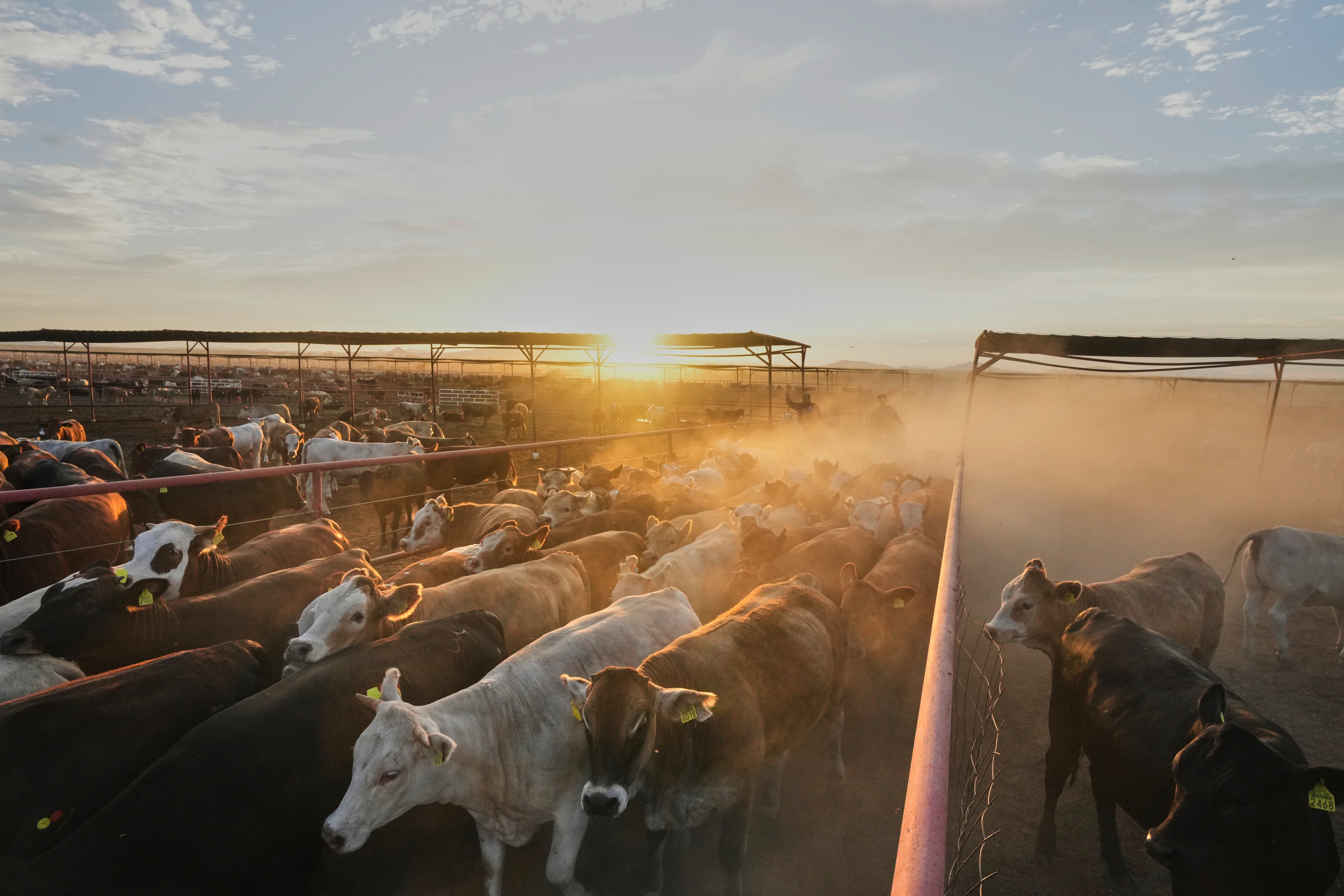 Workers shepherd cattle at a ranch that exports livestock to the U.S., in Zamora, northern Mexico
