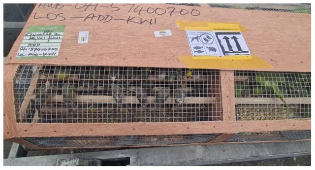 <p>Customs officials at Nigeria's Lagos international airport said they had seized more than 1,600 parrots and canaries that were being transported to Kuwait without a permit</p>