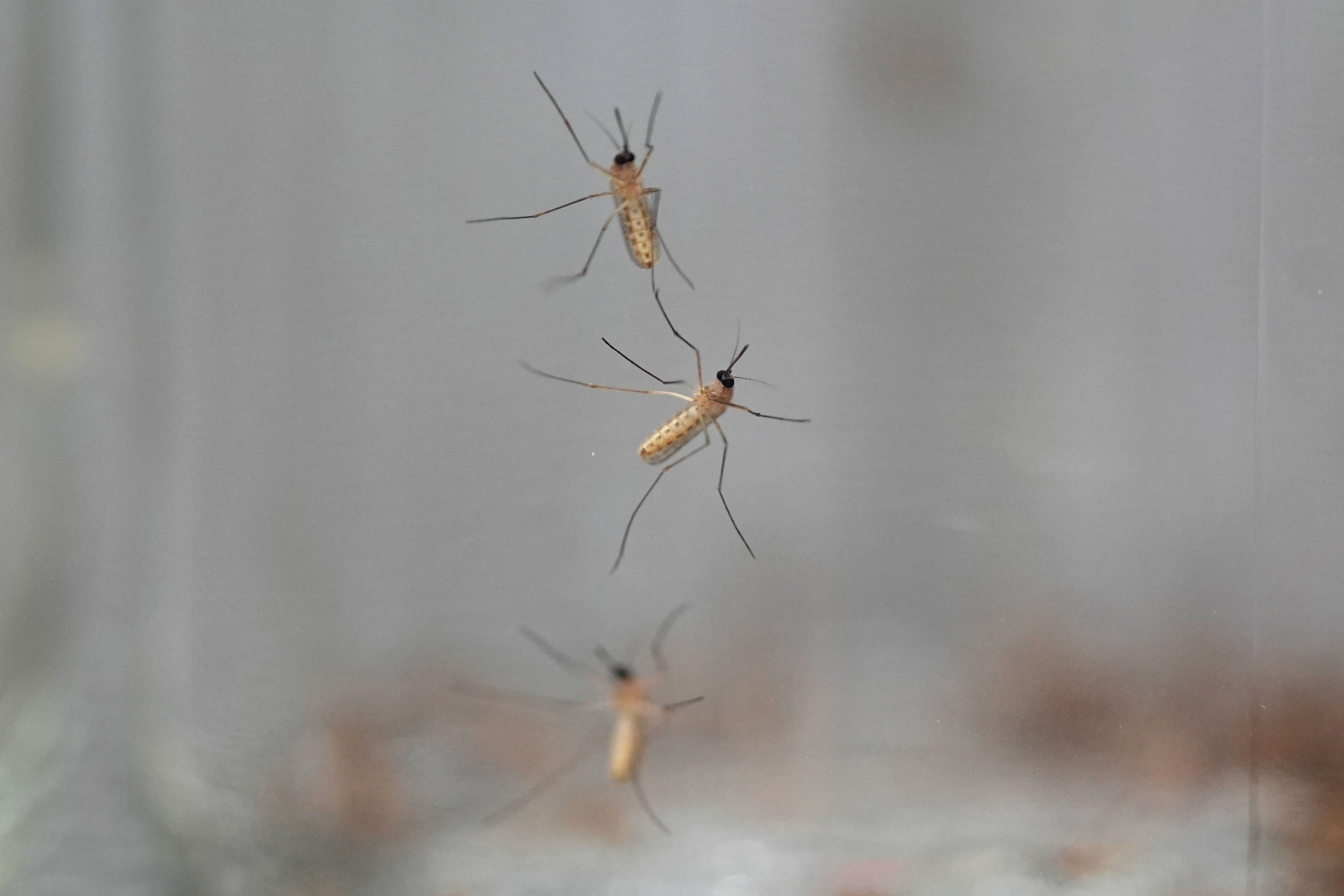 <p>Scientists have found genetic clues explaining how malaria-carrying mosquitoes are evolving to evade control efforts</p>