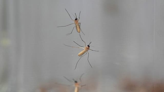 Pest-specific quick wins