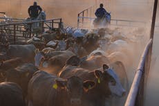 Mexico activates emergency controls after flesh-eating worm found near US border