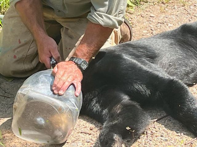 <p>Wisconsin officials urged residents who live near bear habitats to lock up their trash to avoid incidents like this</p>