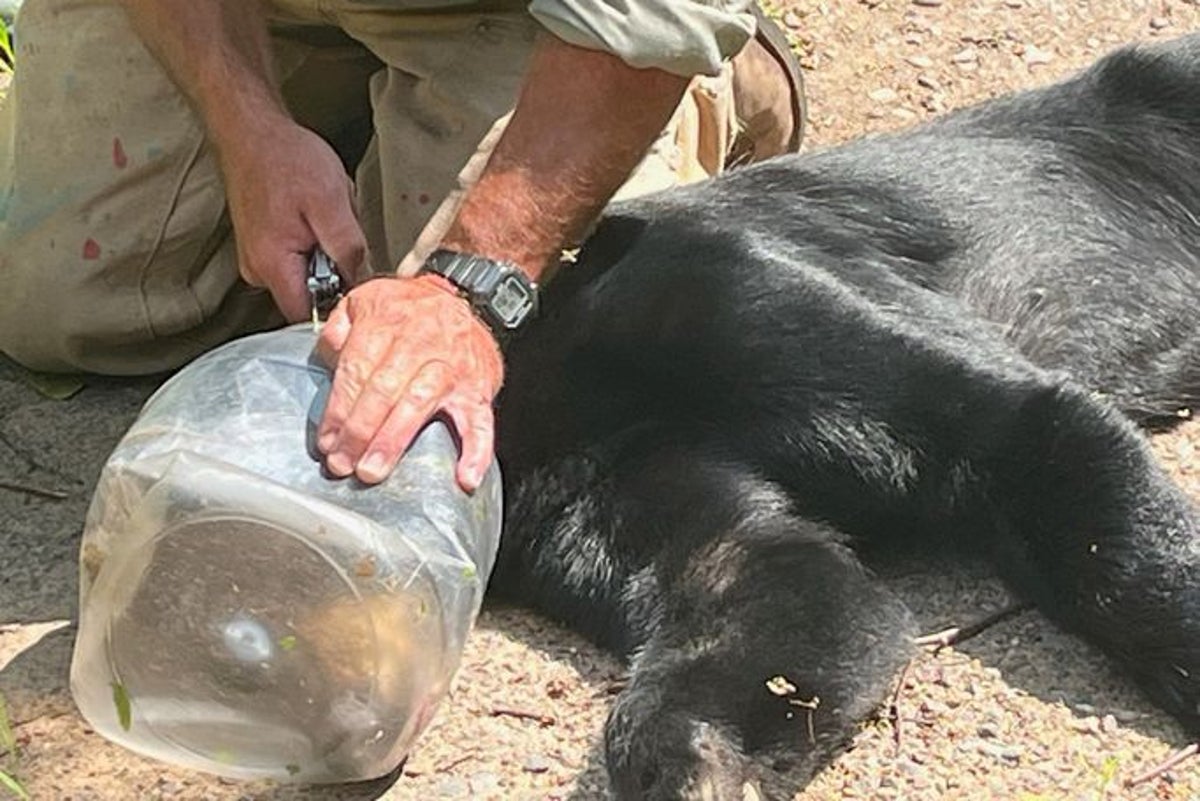 Wisconsin bear rescued after having its head stuck for over a week