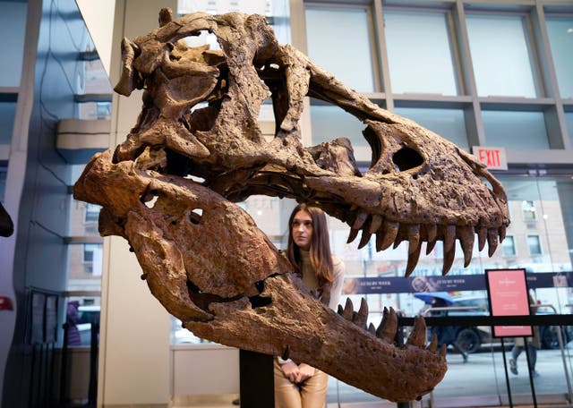 <p>A Tyrannosaurus rex skull</p>