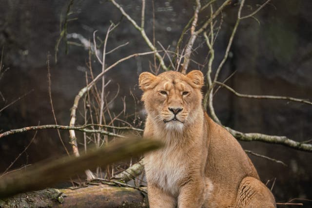 <p>The Aalborg Zoo has asked for donations of healthy and live chickens, rabbits, and guinea pigs to feed its predators</p>