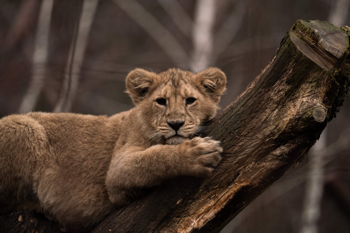 Zoo makes unusual donation request
