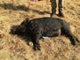 Warnings issued in California over wild pigs found with blue meat