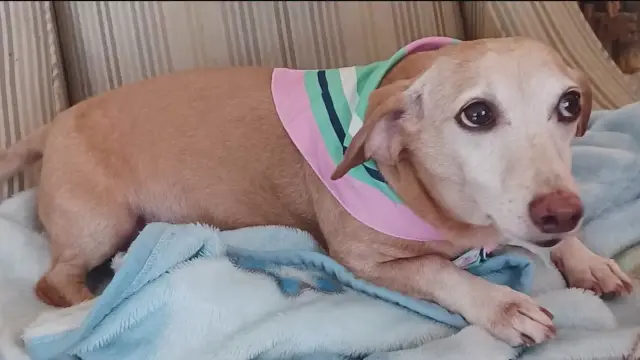 <p>A legally blind man in Chicago has been walking up to seven miles a day, handing out flyers looking for his missing service dog, Bam Bam, who was stolen two months ago. </p>