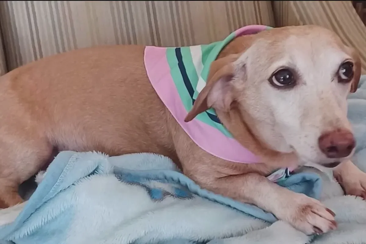 Blind man walks 7 miles a day handing out flyers to find his stolen service dog: ‘Bam Bam means the world to me’