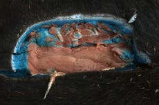 Wild pigs with ‘bright blue’ flesh are again showing up around California and causing concern