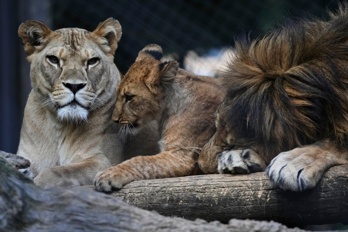 Czech zoo welcomes 4 rare Barbary lion cubs whose population is extinct in the wild
