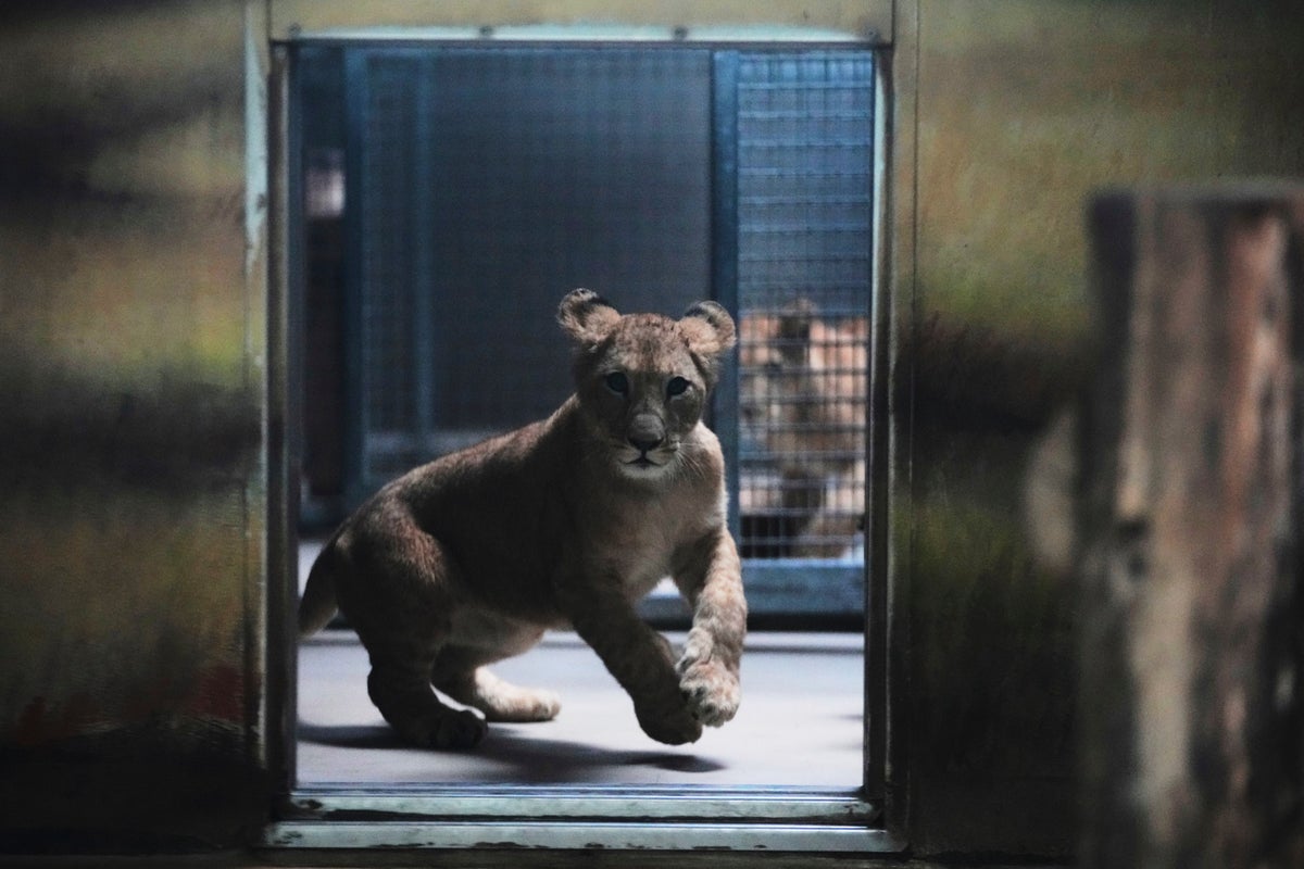 Extremely rare and endangered lion cubs arrive at European zoo