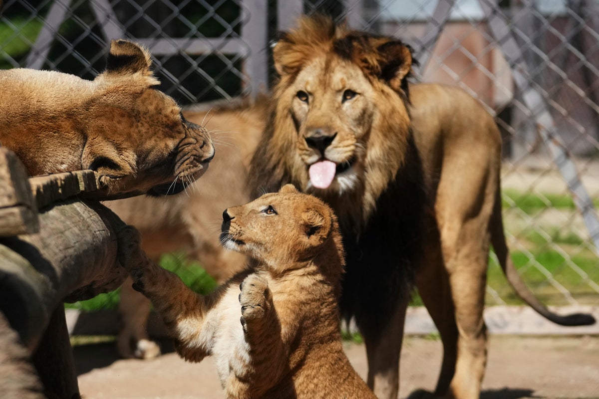 Zoo welcomes four rare lion cubs whose population is extinct in wild