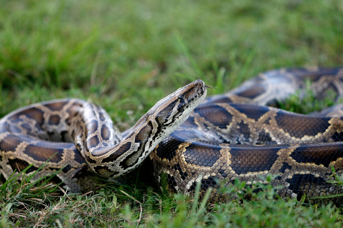 How robot rabbits are tackling invasive pythons