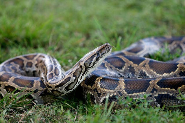 <p>The creatures are notoriously difficult to catch but the innovative solar-powered robots are designed to mimic marsh rabbits to lure the pythons out of hiding so they can be removed by agents in the Everglades</p>