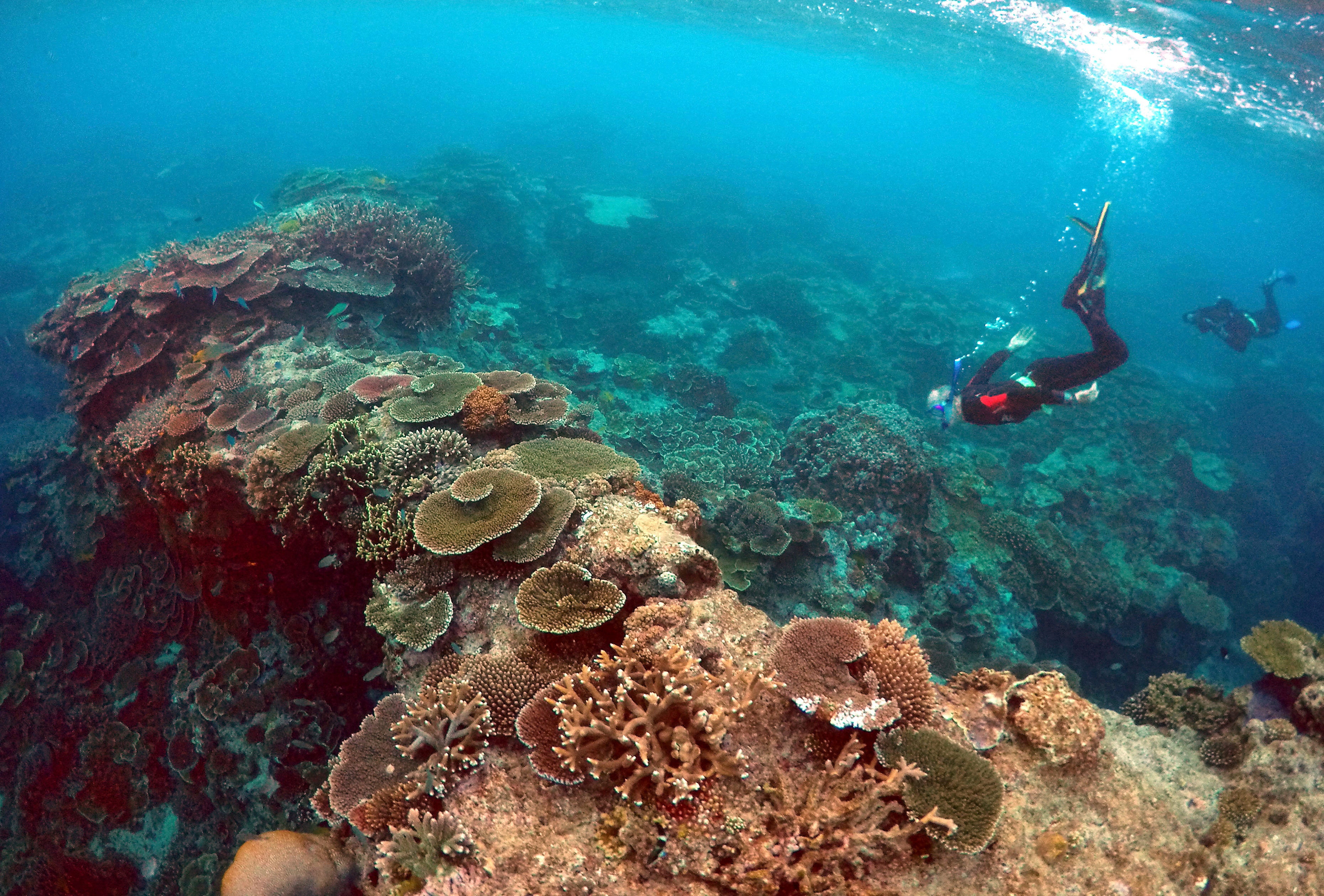 File. Peter Gash snorkels with Oliver Lanyon and Lewis Marshall during an inspection of the reef's condition
