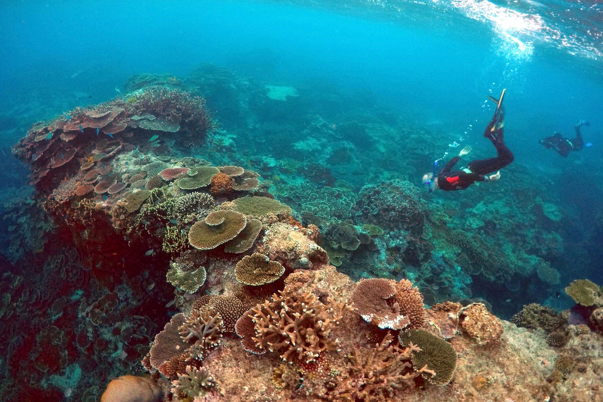Warning Great Barrier Reef is reaching a ‘point from which it cannot recover’