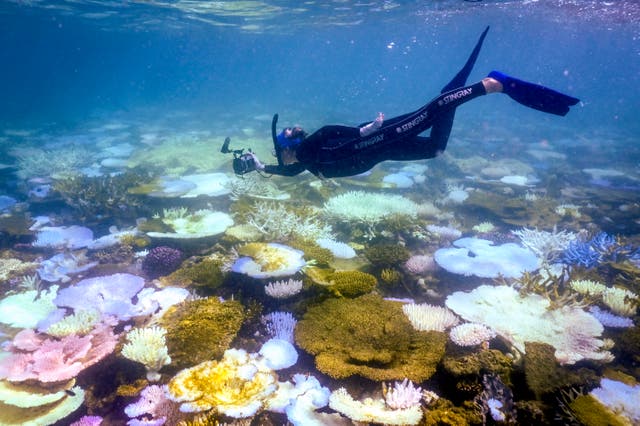 <p>File. Marine biologist Anne Hoggett inspects bleached and dead coral around Lizard Island on the Great Barrier Reef on 5 April 2024</p>