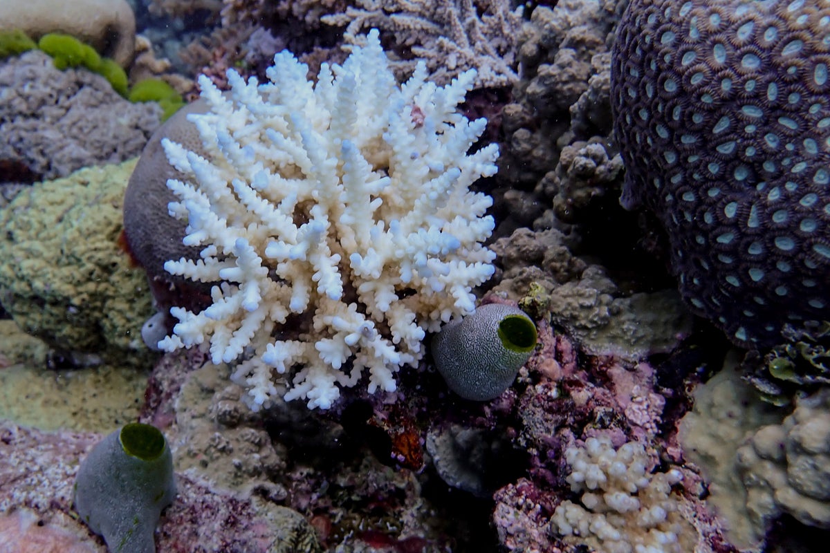 Great Barrier Reef records largest annual coral loss in 39 years