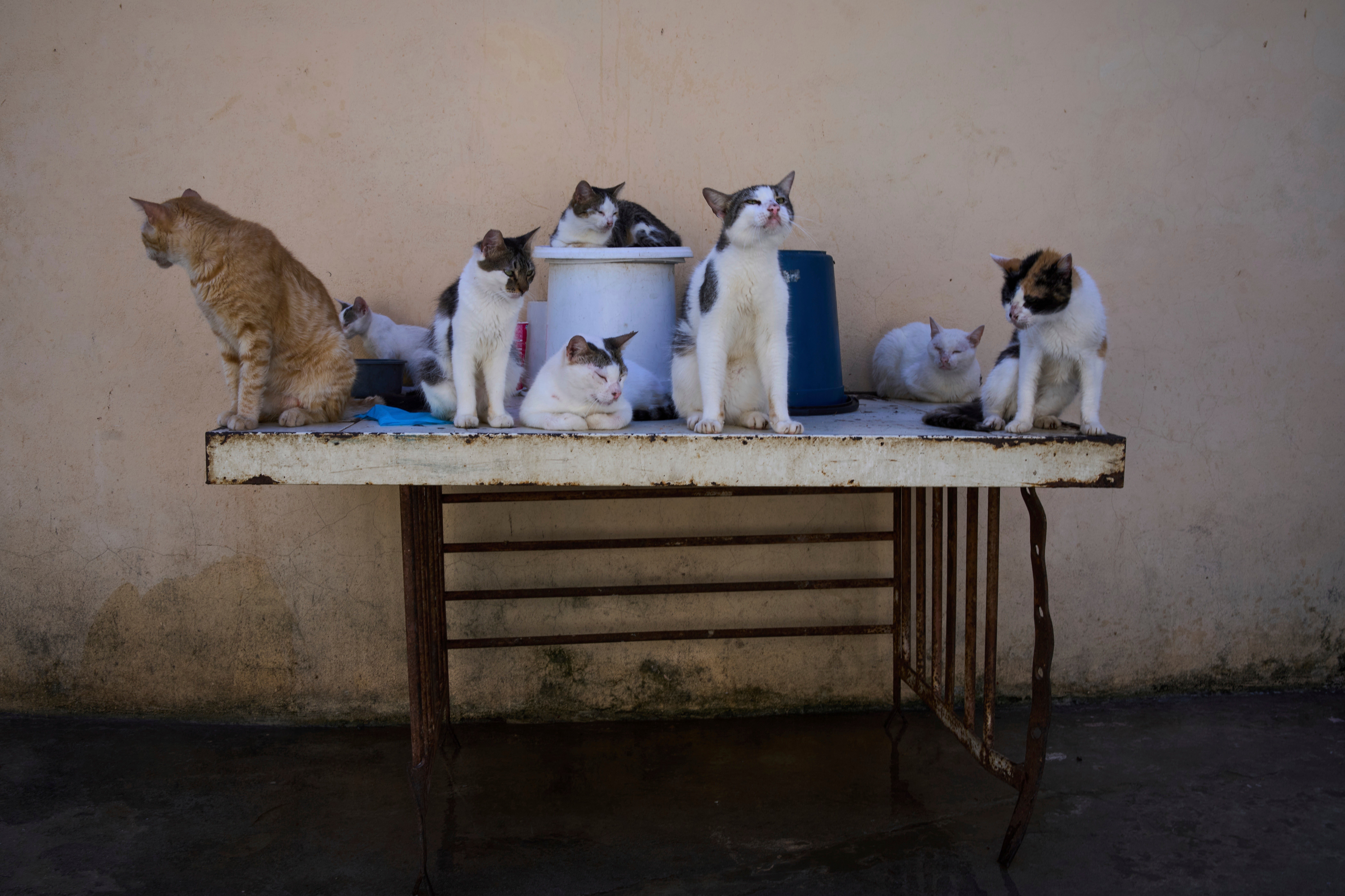 Cats and abandoned dogs at a tourist hot point with the worsening economic crisis Since 2020, Cuba has faced a worse economic crisis