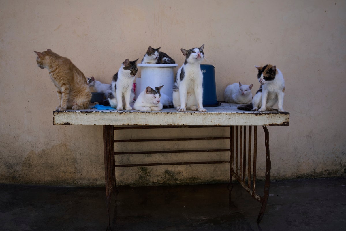 Cuban animal lovers struggle to feed stray cats and dogs as economic crisis bites