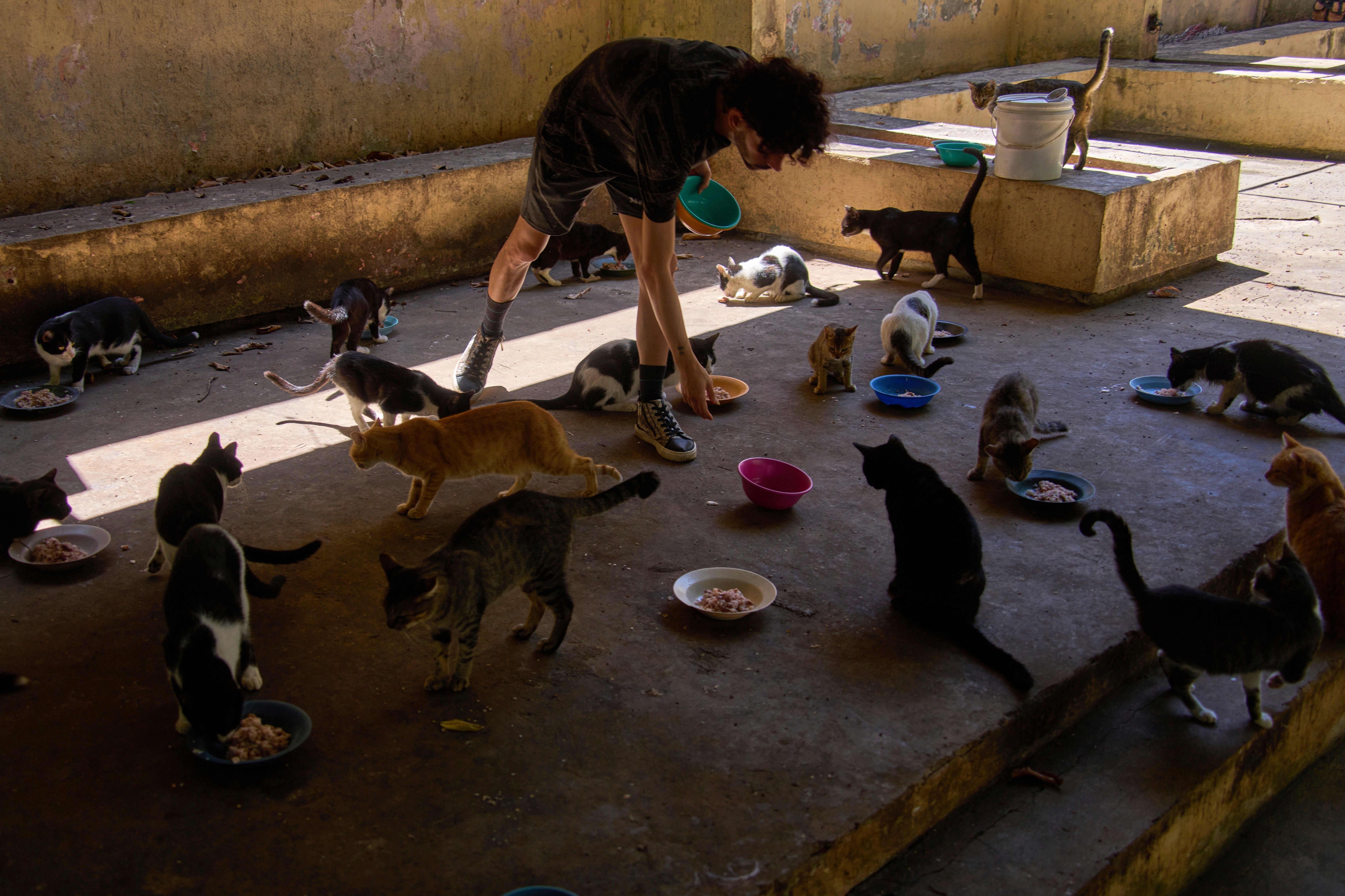 Cats and abandoned dogs at a tourist hot point with the worsening economic crisis Experts say that giving up animals in Cuba is the result of several factors