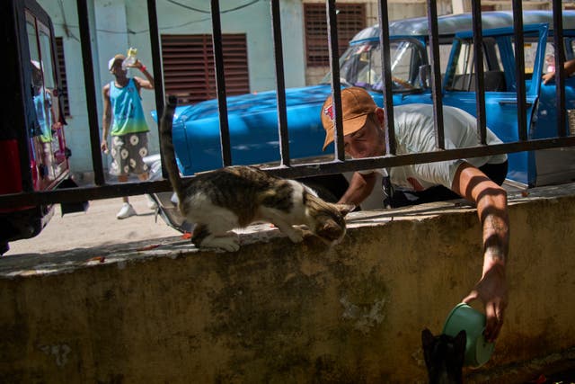 <p>Activists say that many pet lovers have turned their homes into shelters</p>