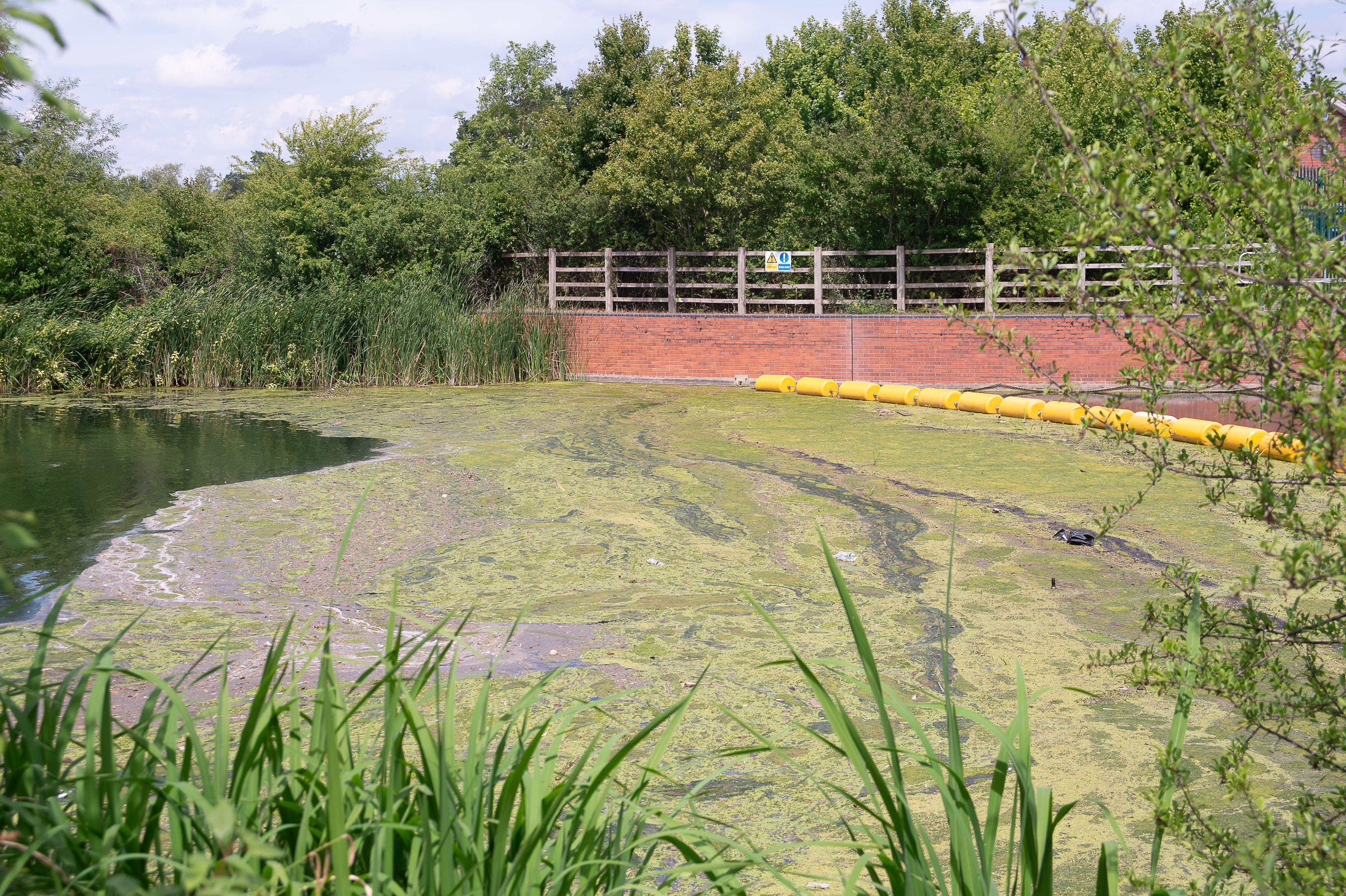 Poultry accounts for 40% of UK river pollution (Alamy/PA)
