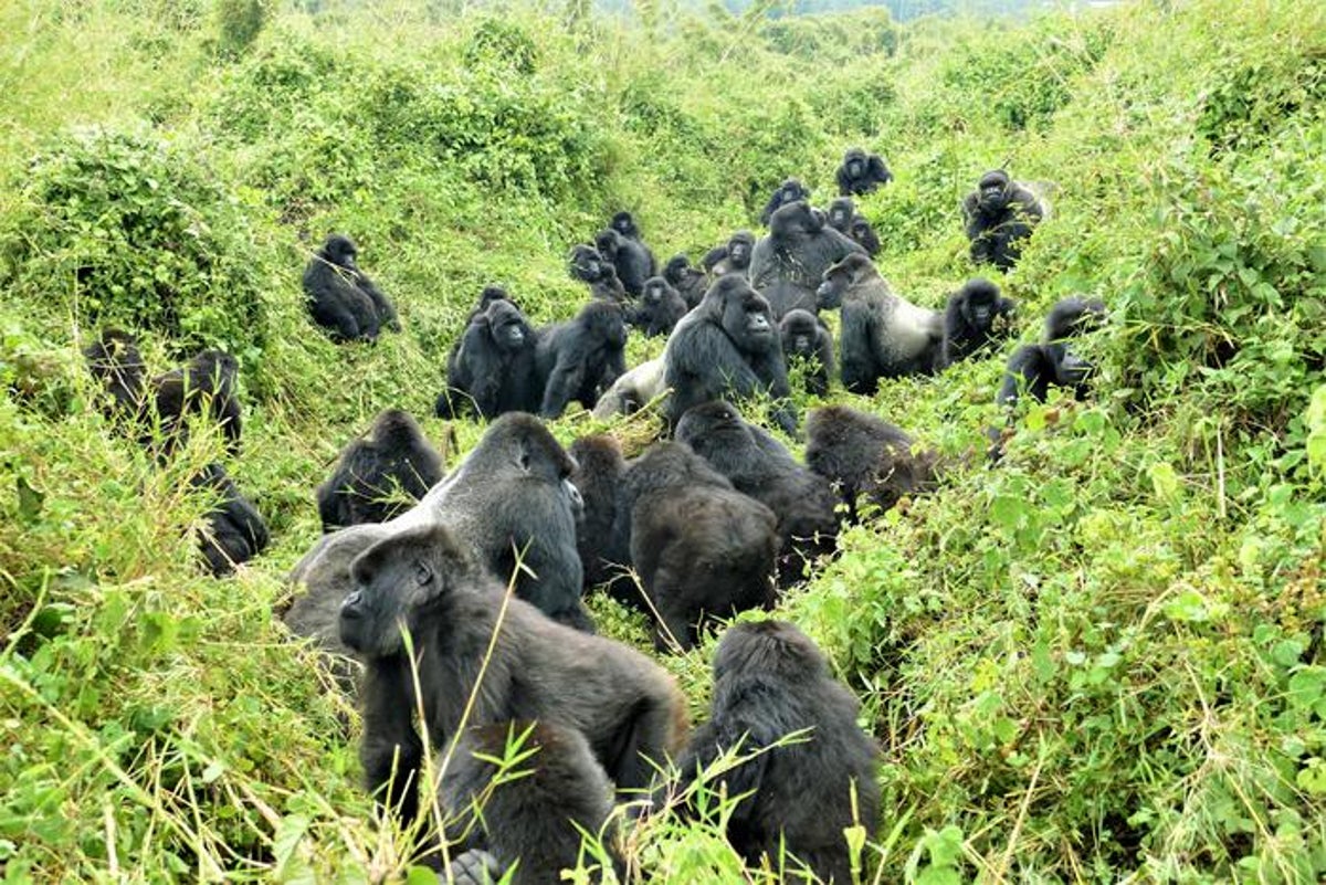 The social link between female gorillas and humans