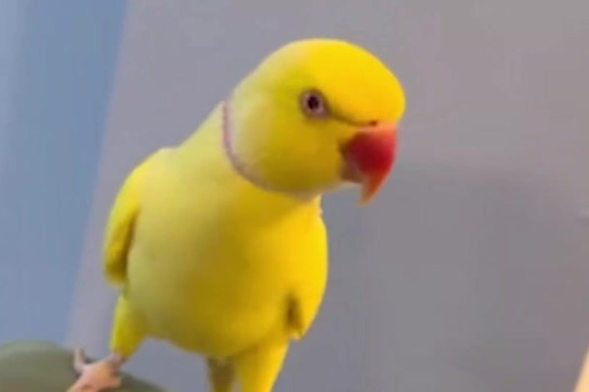 Talking parrot helps bring down Blackpool drug operation